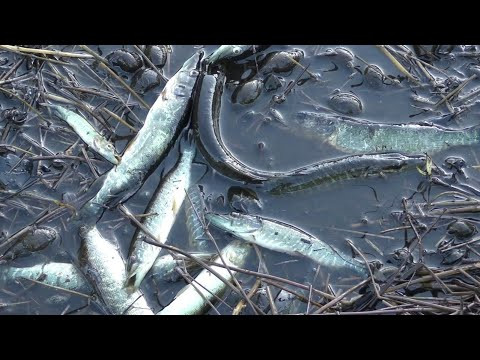 Знайшов Калюжу зі Щукою. Природній Відбір. Риболовля на Спінінг