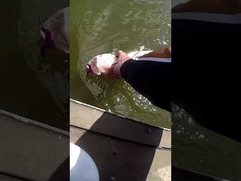 Кращий ЗАХВАТ це РУКА #shorts #рибалка #судак