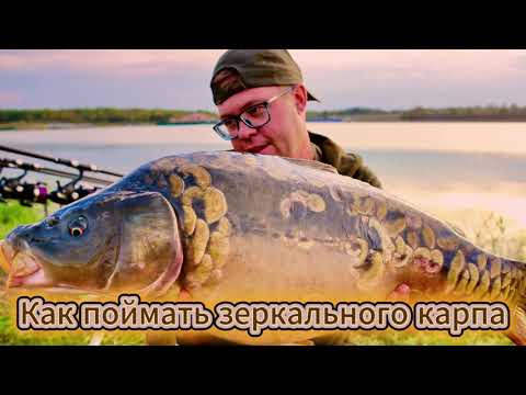 Как поймать зеркального карпа ( мой первый чеченский карп)