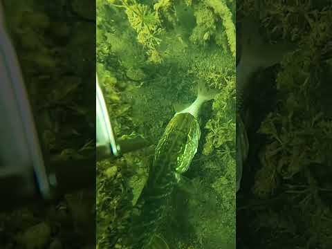 Помешал щучьей трапезе