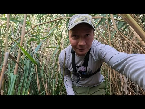 Через камыши ловить карася на дикой реке
