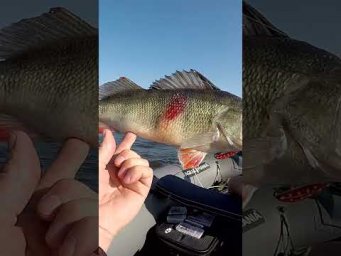 КАБАН на неї клює на ура #shorts #окунь #рибалка