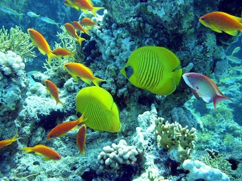 Дайвинг на острове Тиран,  ловим тунца  Diving in Tiran island, catching tuna