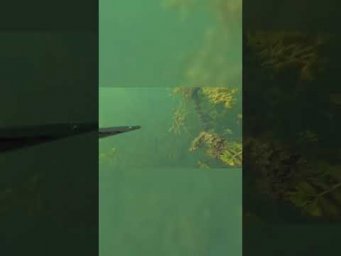Разочарование на охоте, ничего интересного #рыбалка #fishing #carpfishing
