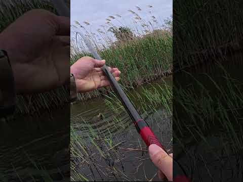 Лящара надавив КИВОК #shorts #рибалка #лящ