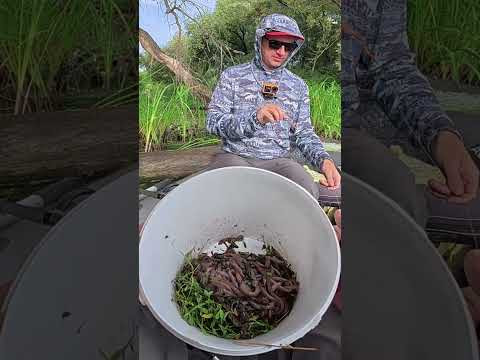 СОМ на Квок клюнув  #fishing #сом  #рибалка