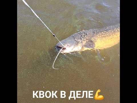Удачная рыбалка на сома