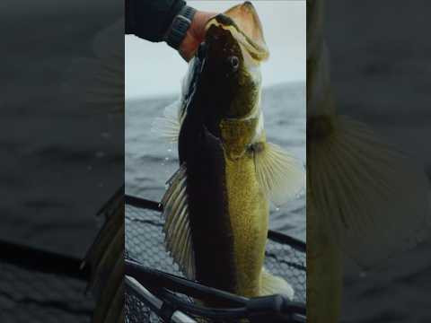 Отличный судак! #hotspotzander Отличный судак! #hotspotzander