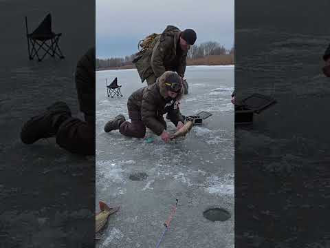 !!! Це ТРЕШ !!! САЗАН вискочив з лунки і впав в ЛУНКУ  #рибалка #короп  #сазан