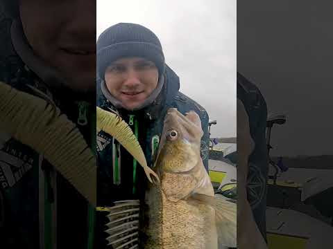 Окский судак зимой на джиг! Подсечка должна быть такой! #fishing #рыбалка Окский судак зимой на джиг! Подсечка должна быть такой! #fishing #рыбалка