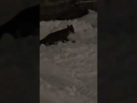Fox in the city Fox in the city