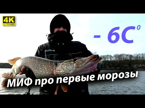 Миф про Первые морозы - Дикий Клёв ЩУКИ!