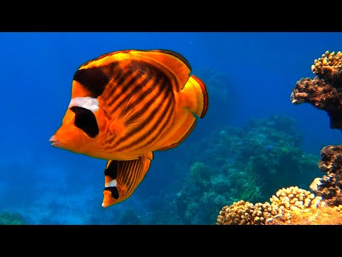 Рыбы красного моря шарм эль шейх Рыбы красного моря шарм эль шейх