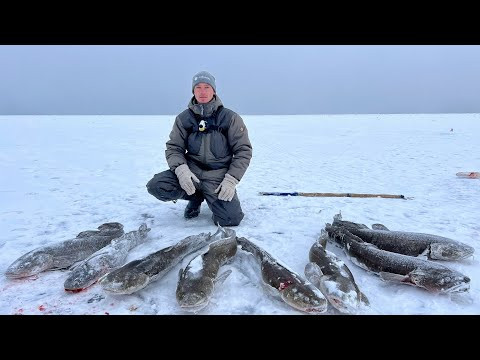 ЧЁРНЫЕ МОНСТРЫ И ШОКИРУЮЩИЕ ПОИМКИ НА РЕКЕ ЛЕНА! Думал так не бывает! Зимняя рыбалка на жерлицы . ЧЁРНЫЕ МОНСТРЫ И ШОКИРУЮЩИЕ ПОИМКИ НА РЕКЕ ЛЕНА! Думал так не бывает! Зимняя рыбалка на жерлицы .
