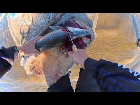 ЛОВИМ И СОЛИМ, РЫБАЛКА НА СПЛАВНУЮ СЕТЬ.