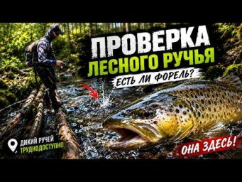 Туда почти никто не ходит&hellip; Проверили наш любимый лесной ручей!