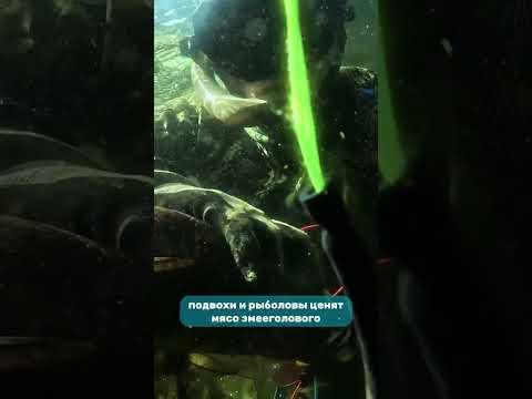 Необычный ужин нам обеспечен!