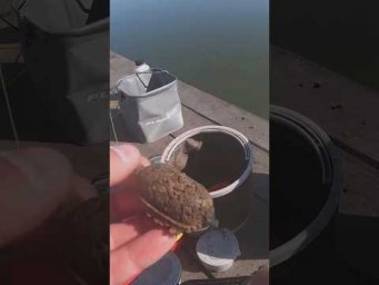 ПЕЛЕТС & ФЛЭТ без компромиссов  #fishing #assistancetv#рыбалка #лещ  #летняярыбалка #рыбалкаудалась