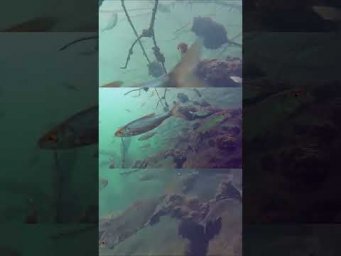 Яркие кадры подводного мира