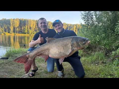 ЛОВЛЯ РЫБЫ С САМЫМ ТОЛСТЫМ ЛБОМ! СНАСТЬ НА ТОЛСТОЛОБА (ТОЛСТОЛОБИКА)