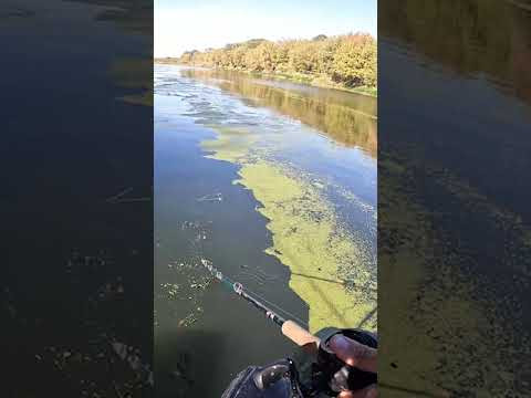ОСЕННИЙ ЖОР ЩУКИ! Дерзкая поклевка щуки У САМОЙ ЛОДКИ!!! #fishing #pikes #рыбалка ОСЕННИЙ ЖОР ЩУКИ! Дерзкая поклевка щуки У САМОЙ ЛОДКИ!!! #fishing #pikes #рыбалка