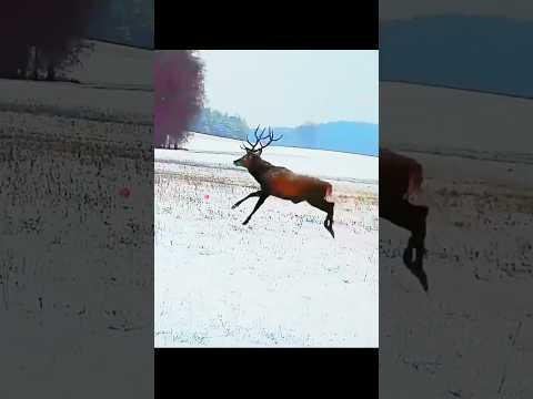 Есть контакт #hunting #загоннаяохота #охота