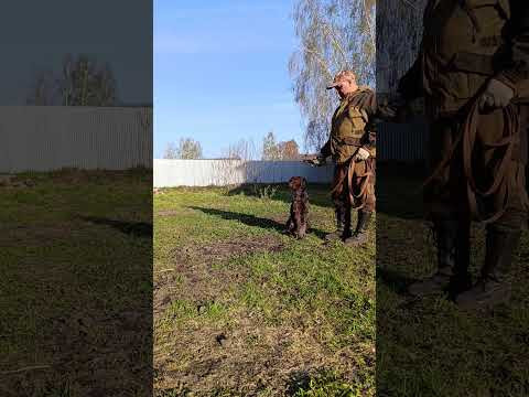 Работа над подачей дичи со взрослой собакой! #дратхаар #дрессировкасобаки