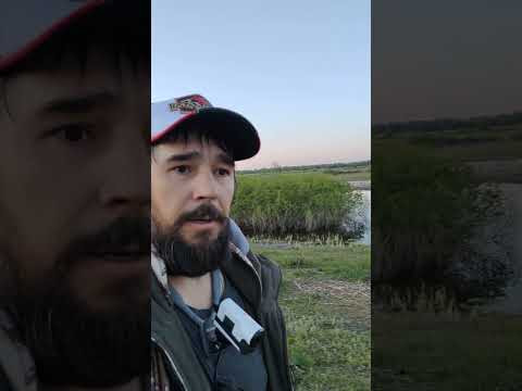 Приехал искать щуку в заливные поля Приехал искать щуку в заливные поля