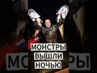 ДВА ночных КРОКОДИЛА 