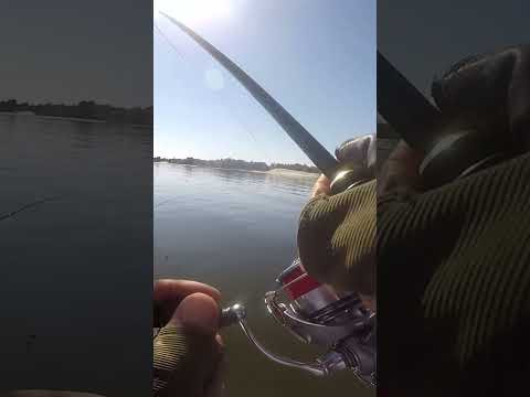 Думав що ПРИМАНКА на карася а тут СУДАКИ #shorts #судак