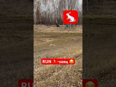 Беги заяц, беги!!!   #заяц #охотаназайца #охотник #охота #пушной