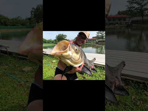 А вы ловили сиамских Карпов ? #рыбалка #carpfishing #fishing #рыбалканаозере А вы ловили сиамских Карпов ? #рыбалка #carpfishing #fishing #рыбалканаозере