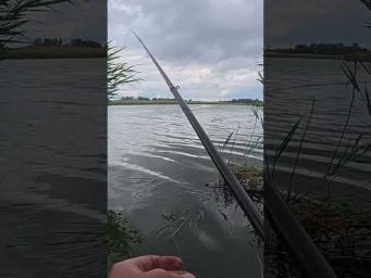 На кивок клюнув #рибалка #fishing #shorts