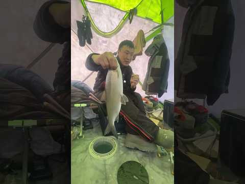 Сиг во время обеда! Сиг во время обеда!