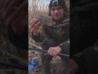 ЗАЧЕМ окуню ПРИКОРМКА  #рыбалка #окунь #весенняярыбалка #рыболовныехитрости  #assistancetv #поплавок