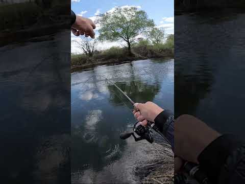 НА МАЛЕНЬКОГО РАЧКА КЛЮНУЛ ОН!!! РЫБА ВЗЯЛА ПОД КРУТОЯРОМ! #fishing #рыбалка #shorts