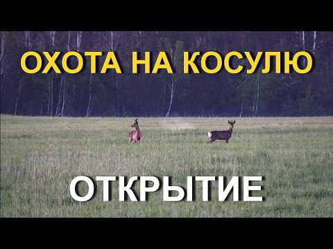 ОХОТА на косулю с подхода ОХОТА на косулю с подхода