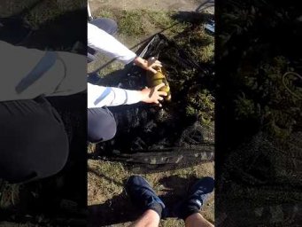 На що клюнув ЛИН #shorts #рибалка #сазан
