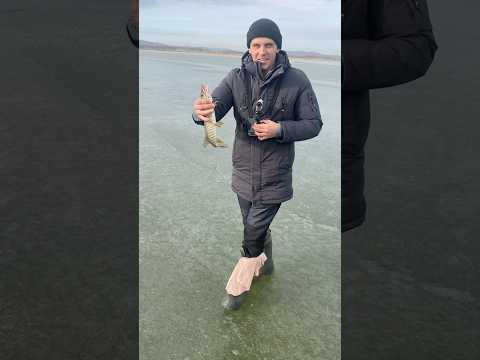 Щуки первого льда #первыйлед #рыбалка #первыйлед2025-2026