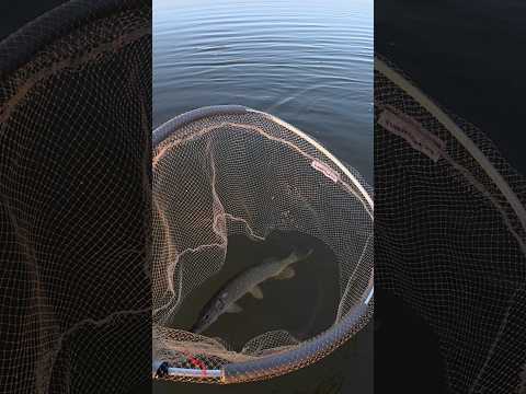 #спінінг #azura #fishing #спінінг #azura #fishing
