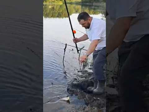 Вечерний карась #рыбалкакстово #fishing #карась #плотва Вечерний карась #рыбалкакстово #fishing #карась #плотва