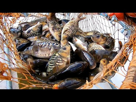 Очередное ЗАРЫБЛЕНИЕ Водоёма "3-й Алчадат" Красновым В.Ф!