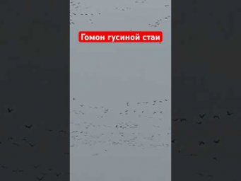 Белолобые гуси   #охота #wildlife #весенняяохота #охотанагуся