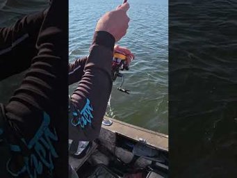 Він лазить по чужих СУМКАХ #shorts #fishing #short