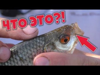 Что за наросты на рыбе? Нерест рыбы