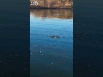ВЗРЫВНОЙ НОЯБРЬ   #assistancetv #fishing #рыбалка #поплавок  #осень  #ультралайт