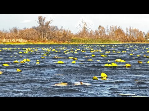 На разливе реки НАШЁЛ ЖАДНЫХ ЩУК В ОСЕННИХ КУВШИНКАХ. Рыбалка. Спиннинг. Воблеры