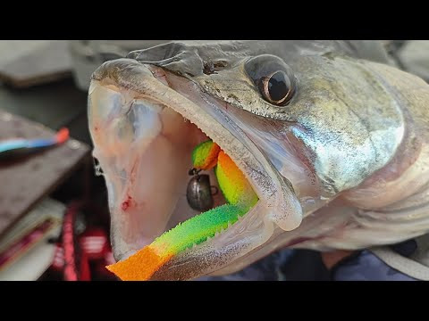 Це ГРА по ДОРОСЛОМУ, Кабани СУДАКИ полюбляють !!! ЦЕ !!! Рибалка в КОРЯГАХ