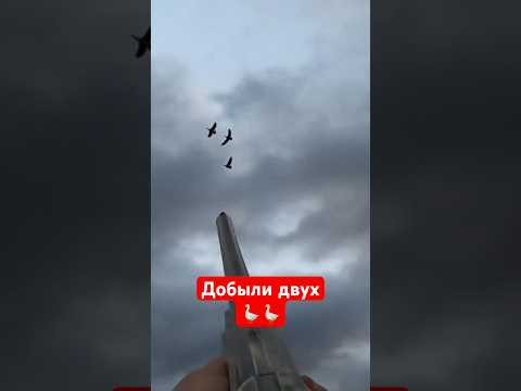 Добыли двух белолобых с налёта