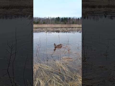 Охота на селезня с подсадной.